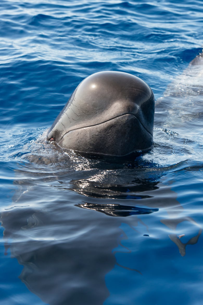 Pilot whale.